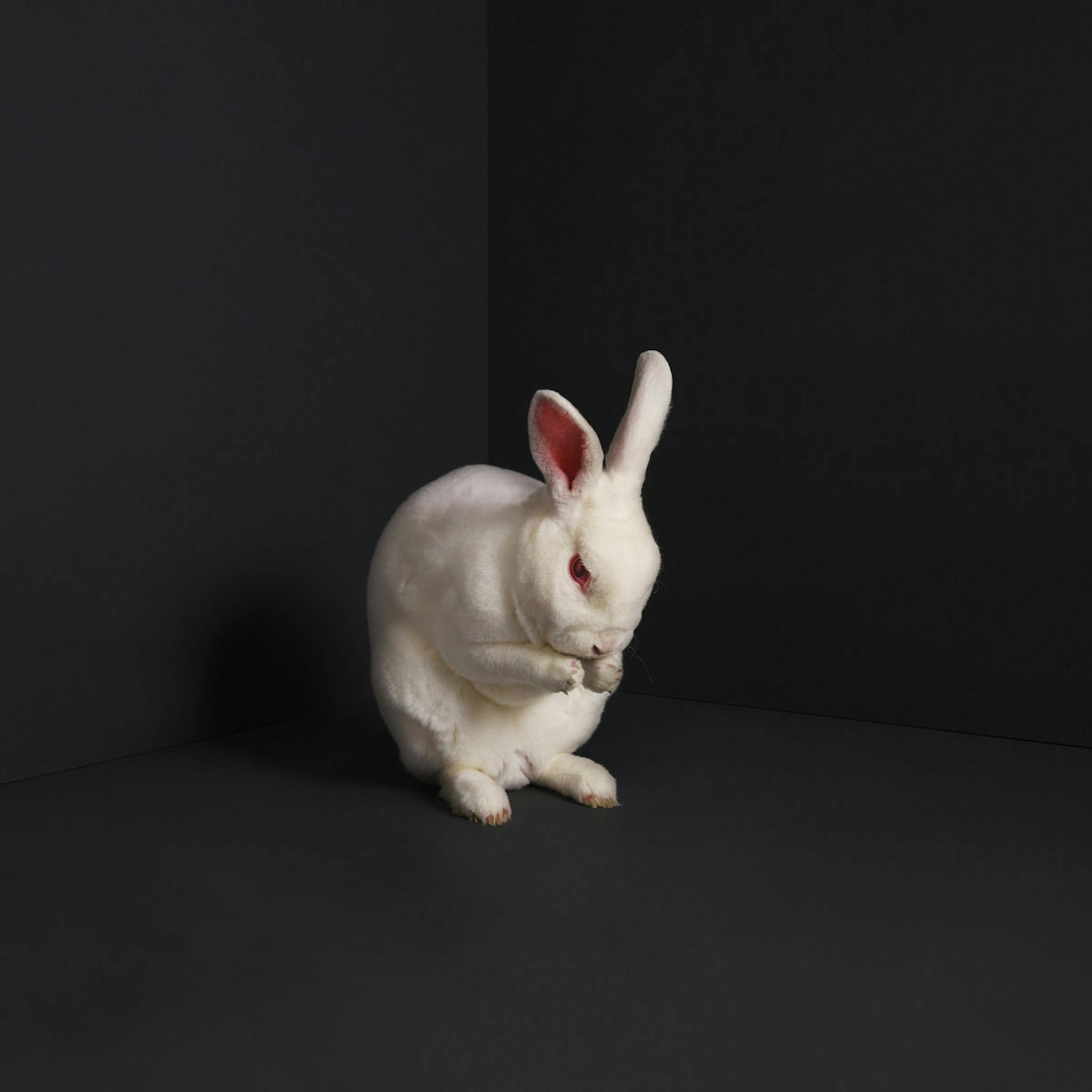 Brume Rabbits Cover 2019