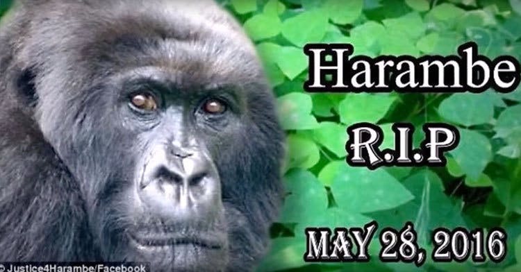 There’s A Metal Song Dedicated To Harambe