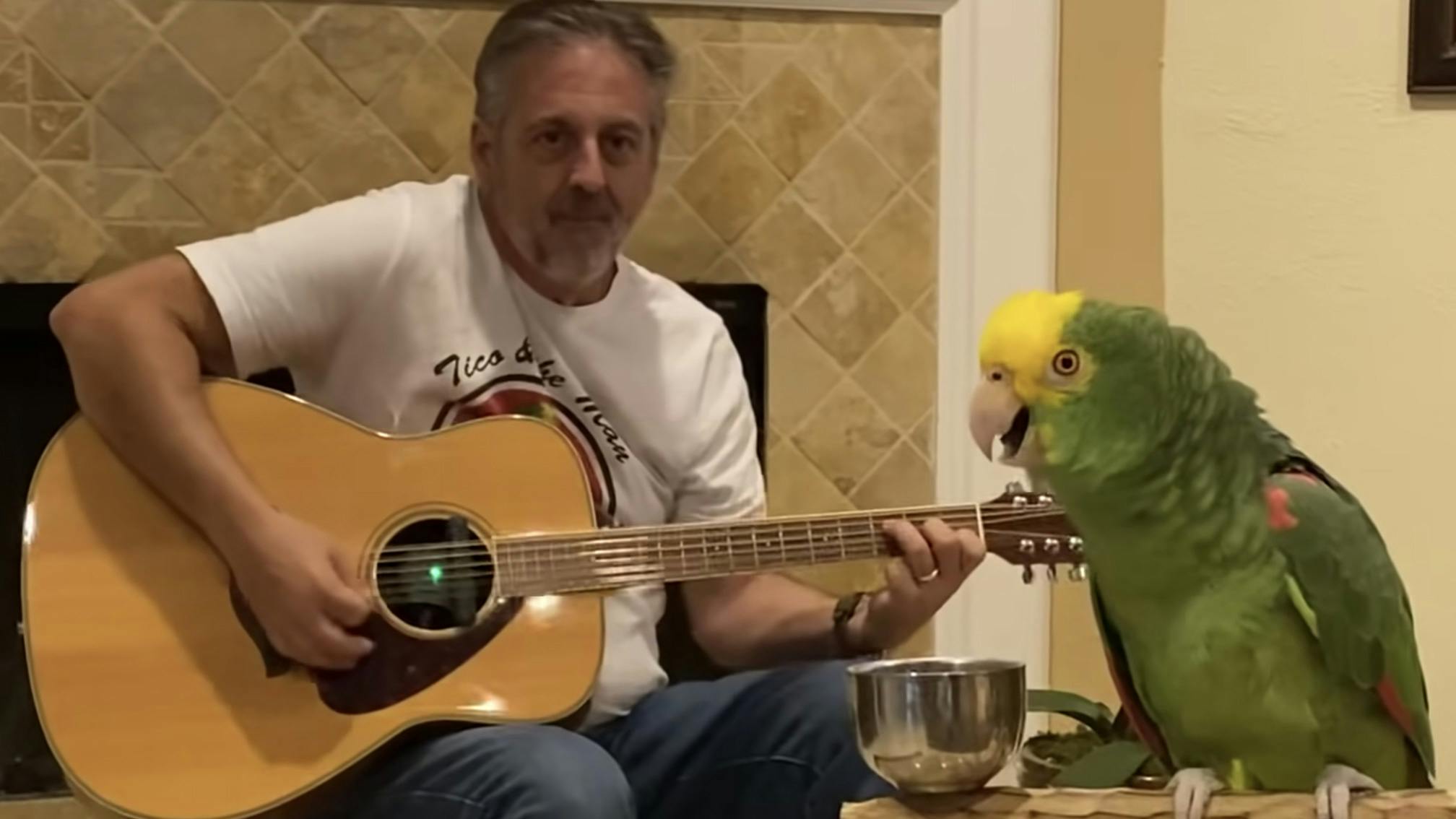 Watch a parrot sing Stairway To Heaven