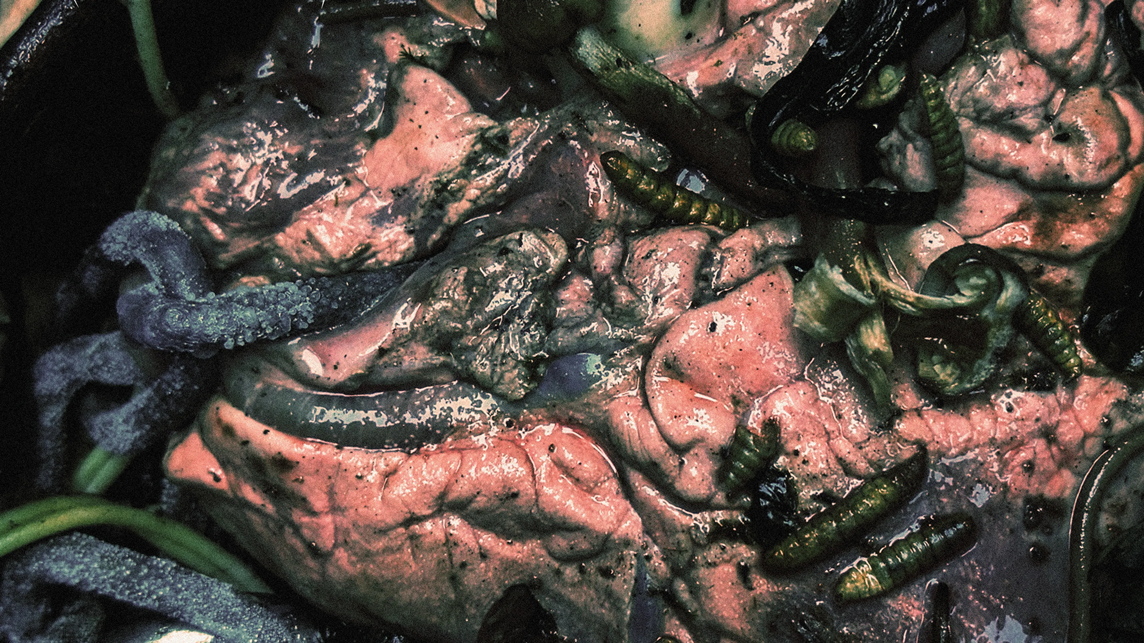 Album review: Believe In Nothing – Rot