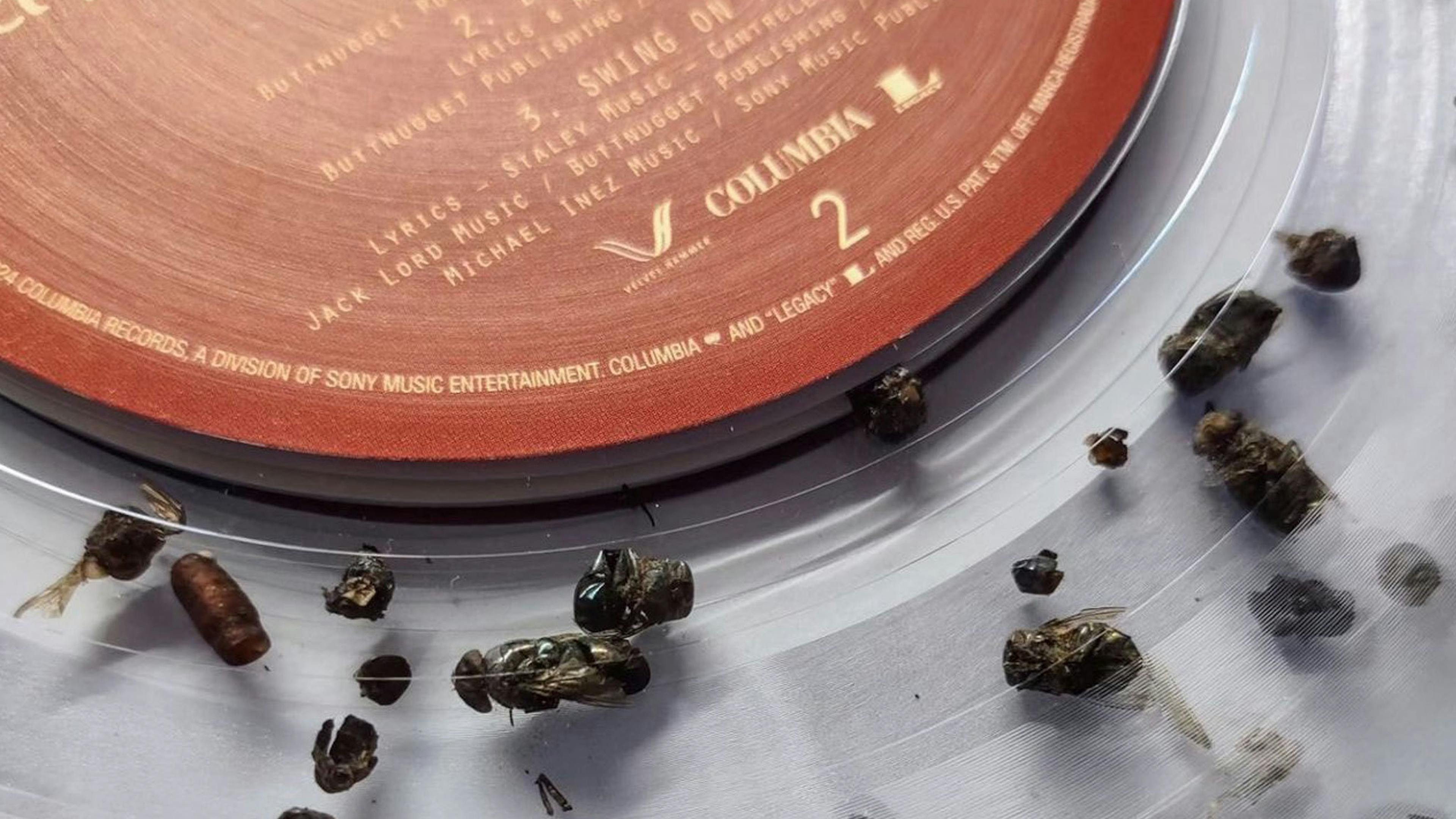 Alice In Chains reissue Jar Of Flies on vinyl… and it’s filled with real dead flies