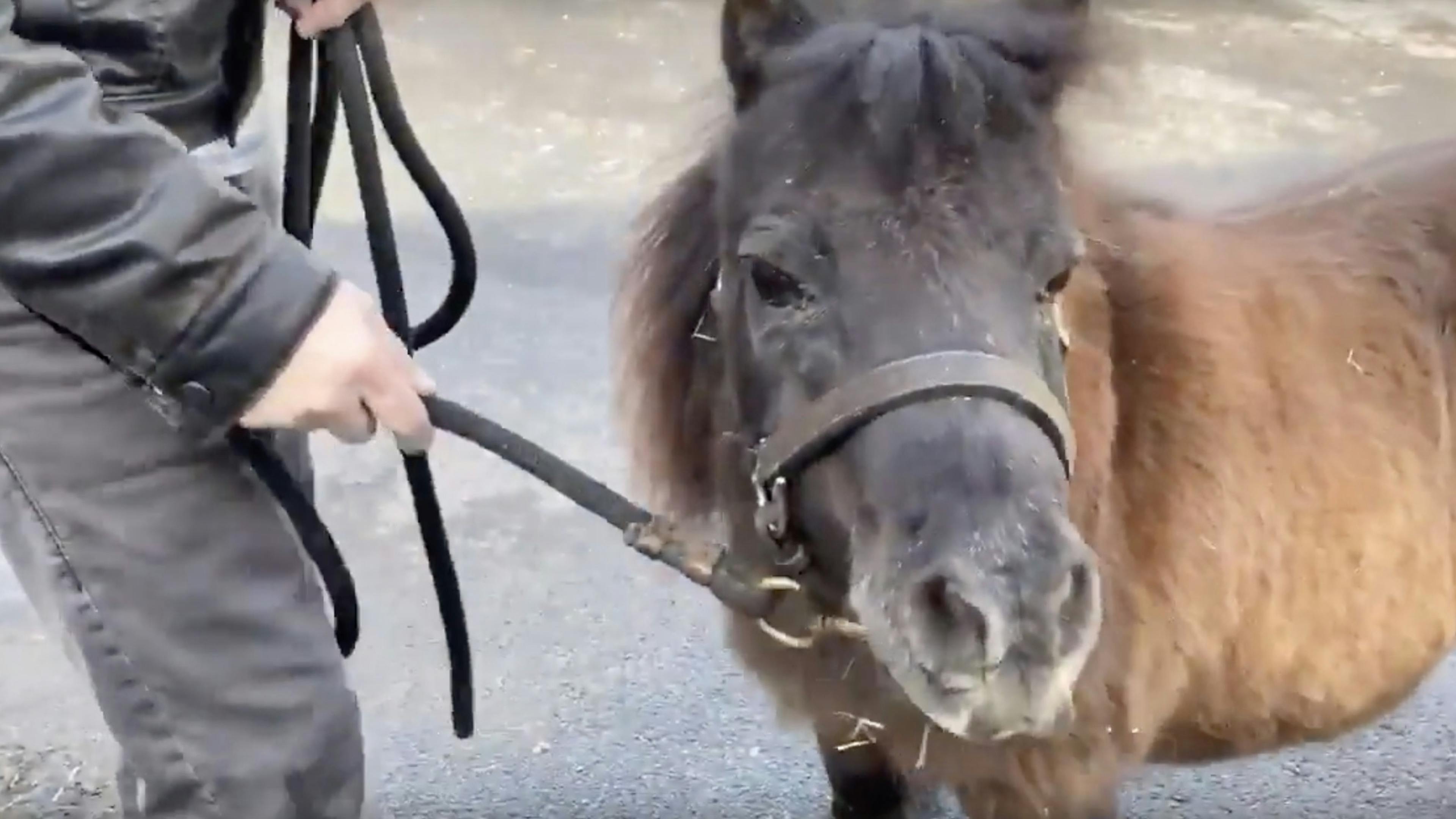Watch Dave Mustaine Take His Miniature Horse Out For A Walk