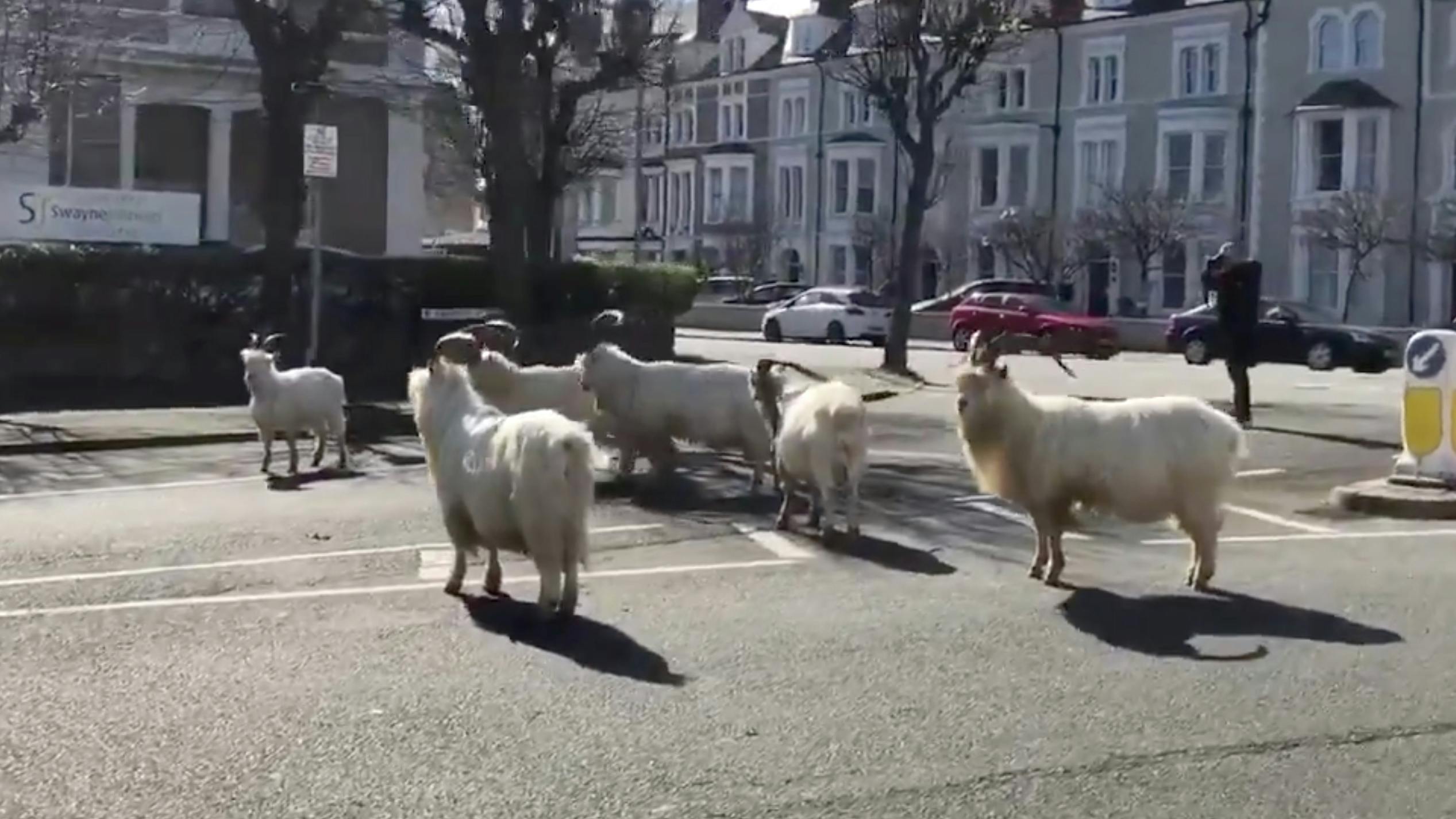 Satanic-Looking Goats Have Taken Over Welsh Town Of Llandudno