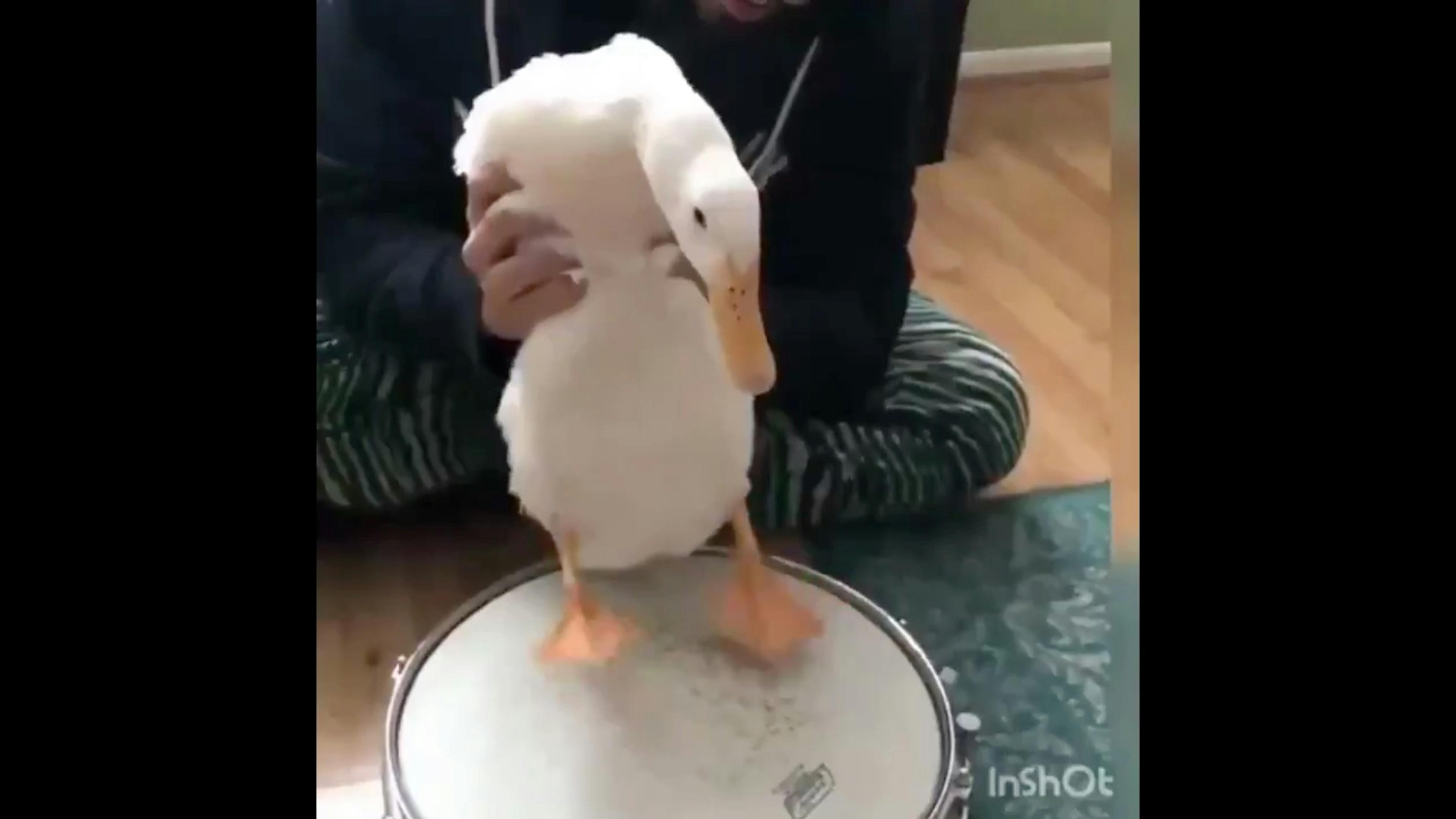 Here's A Duck Playing Down With The Sickness By Disturbed