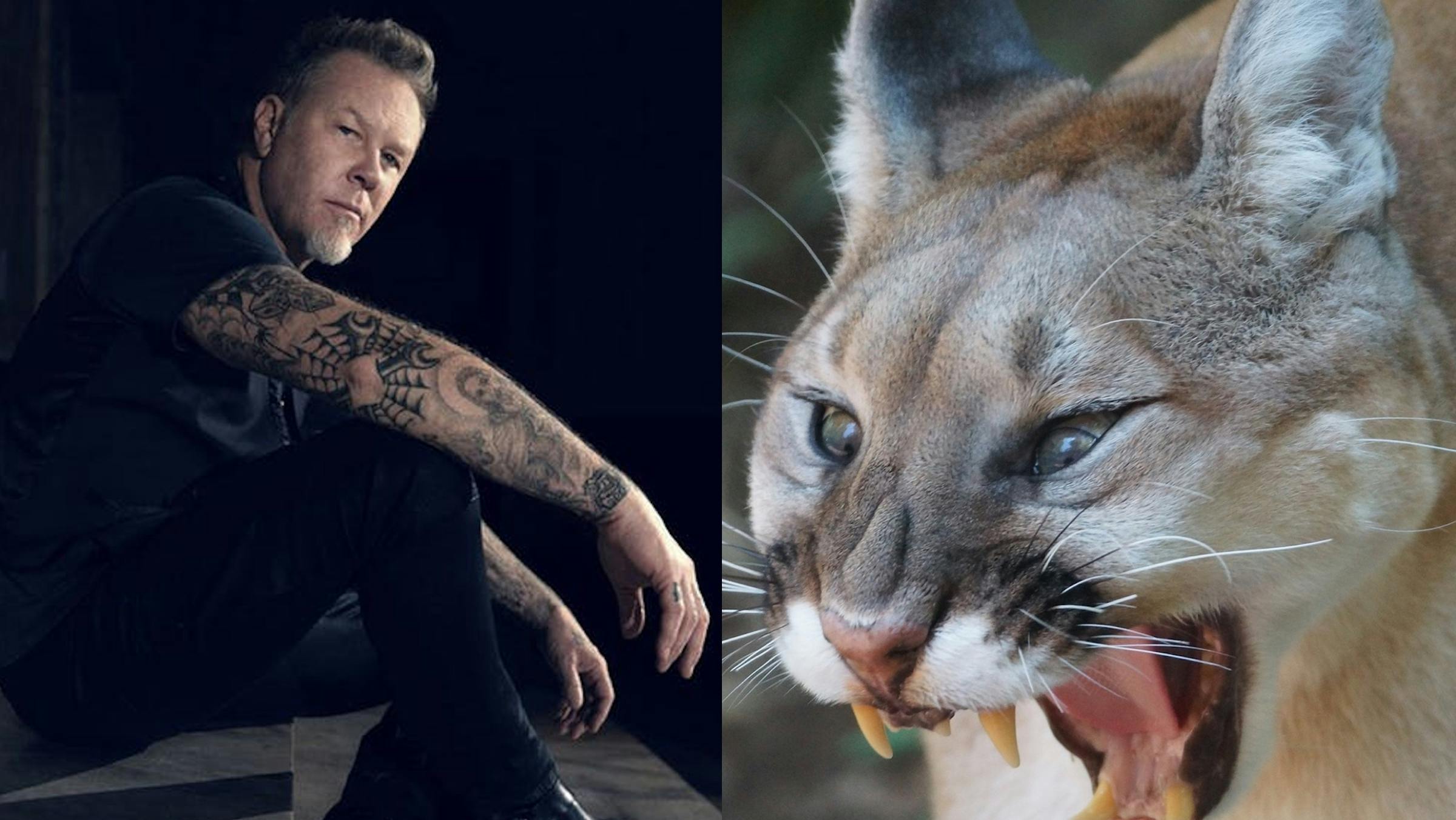 Woman Who Used Metallica To Scare Off Cougar Is Now Friends With James Hetfield