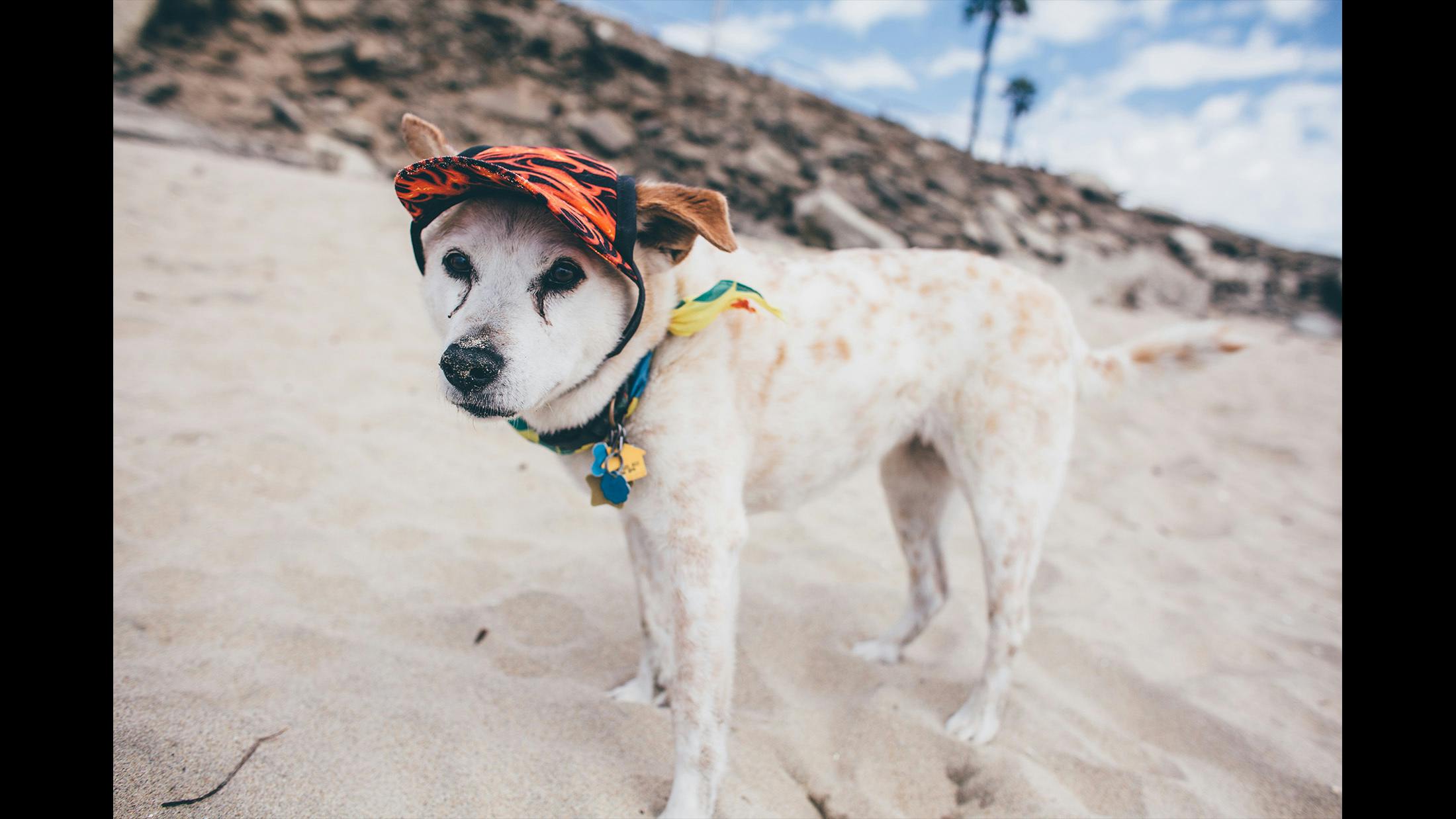 Jazz the dog with the fire hat, who we met at Huntington Dog Beach. He out-styled everyone.