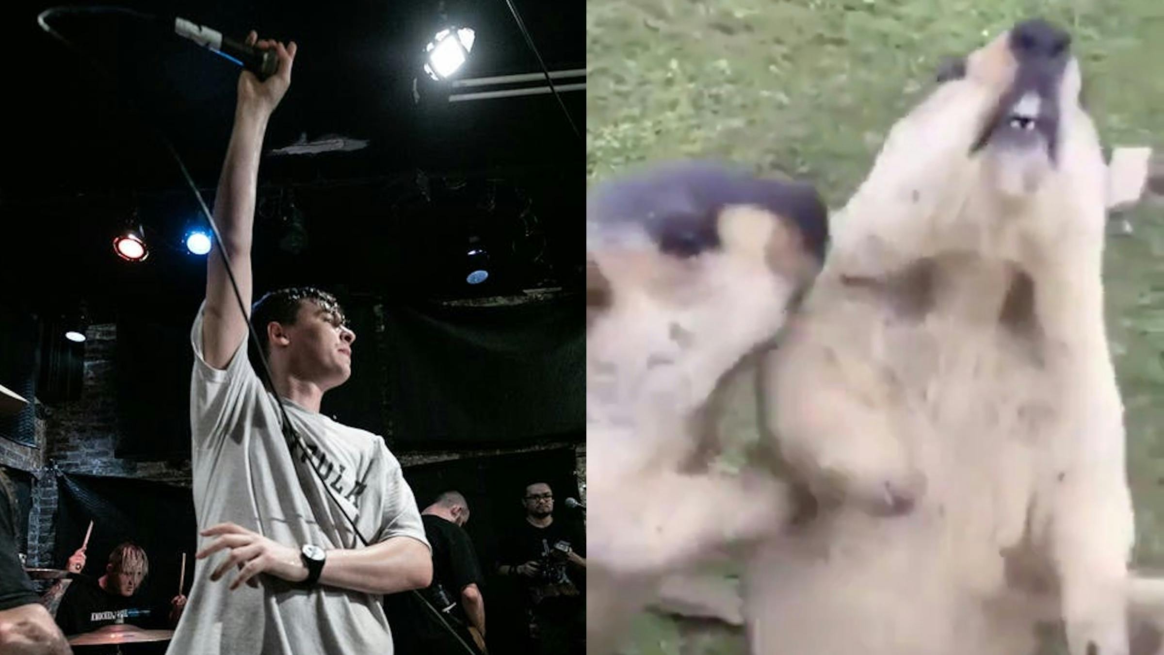 Groundhogs Moshing To Knocked Loose Will Make Your Day A Little Brighter