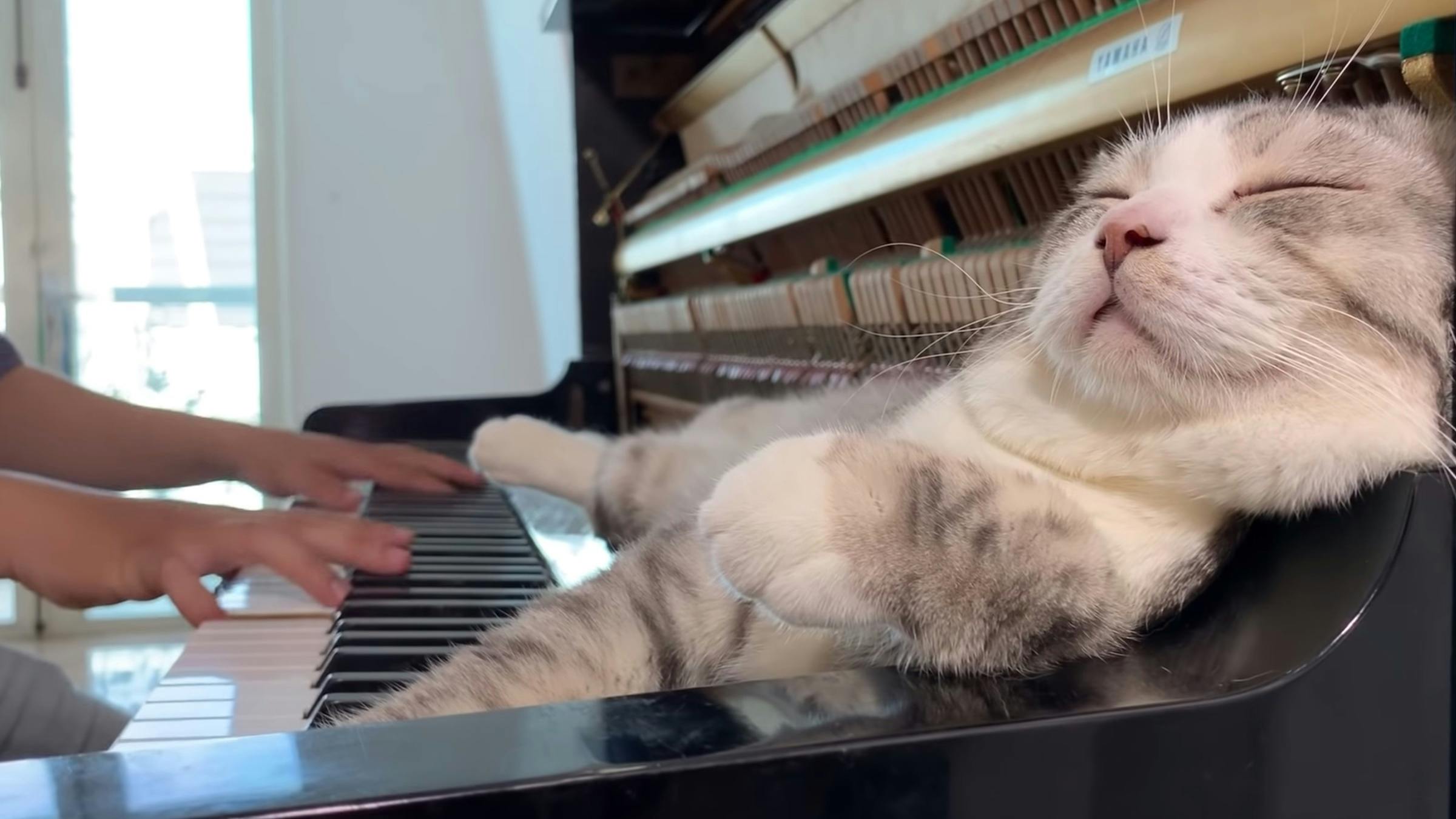 Watch Linkin Park's Numb Played On A Piano With A Cat On It