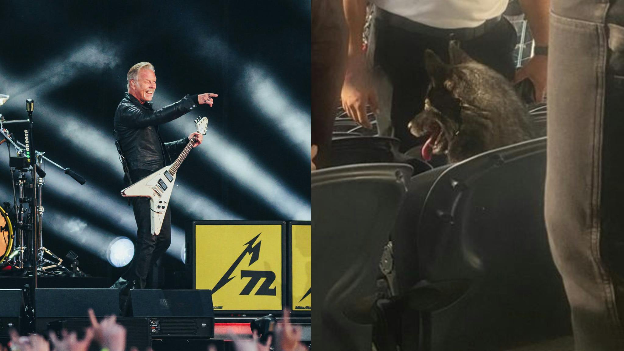 This dog somehow ended up watching Metallica after sneaking out of her home