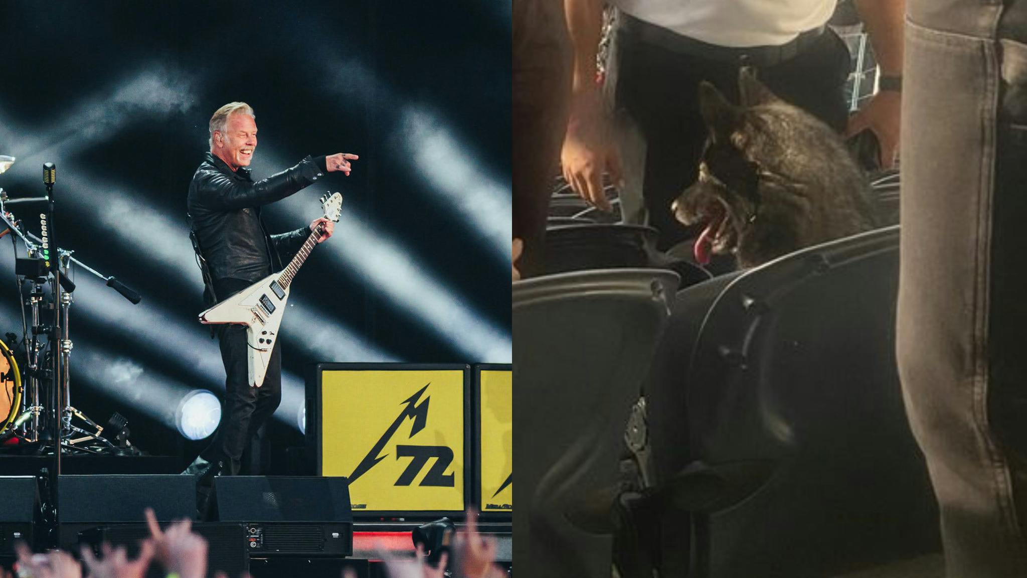 past metallica tours This dog somehow ended up watching Metallica after sneaking out of her home