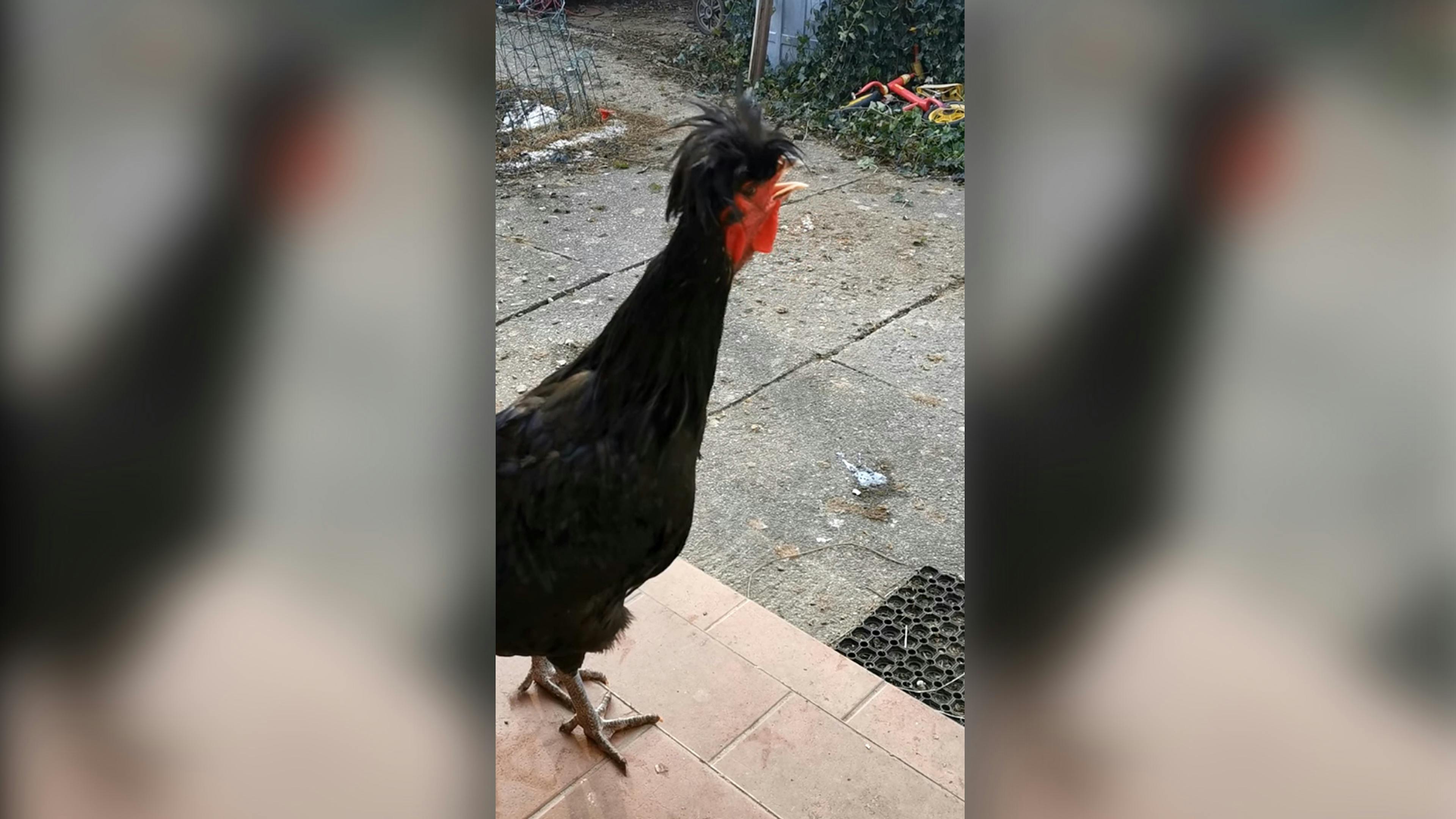 Watch A Rooster Growl Better Than Most Death Metal Vocalists