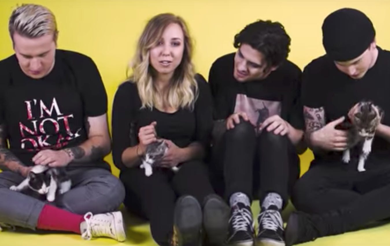 Milk Teeth's New Video Features A Number Of Kittens