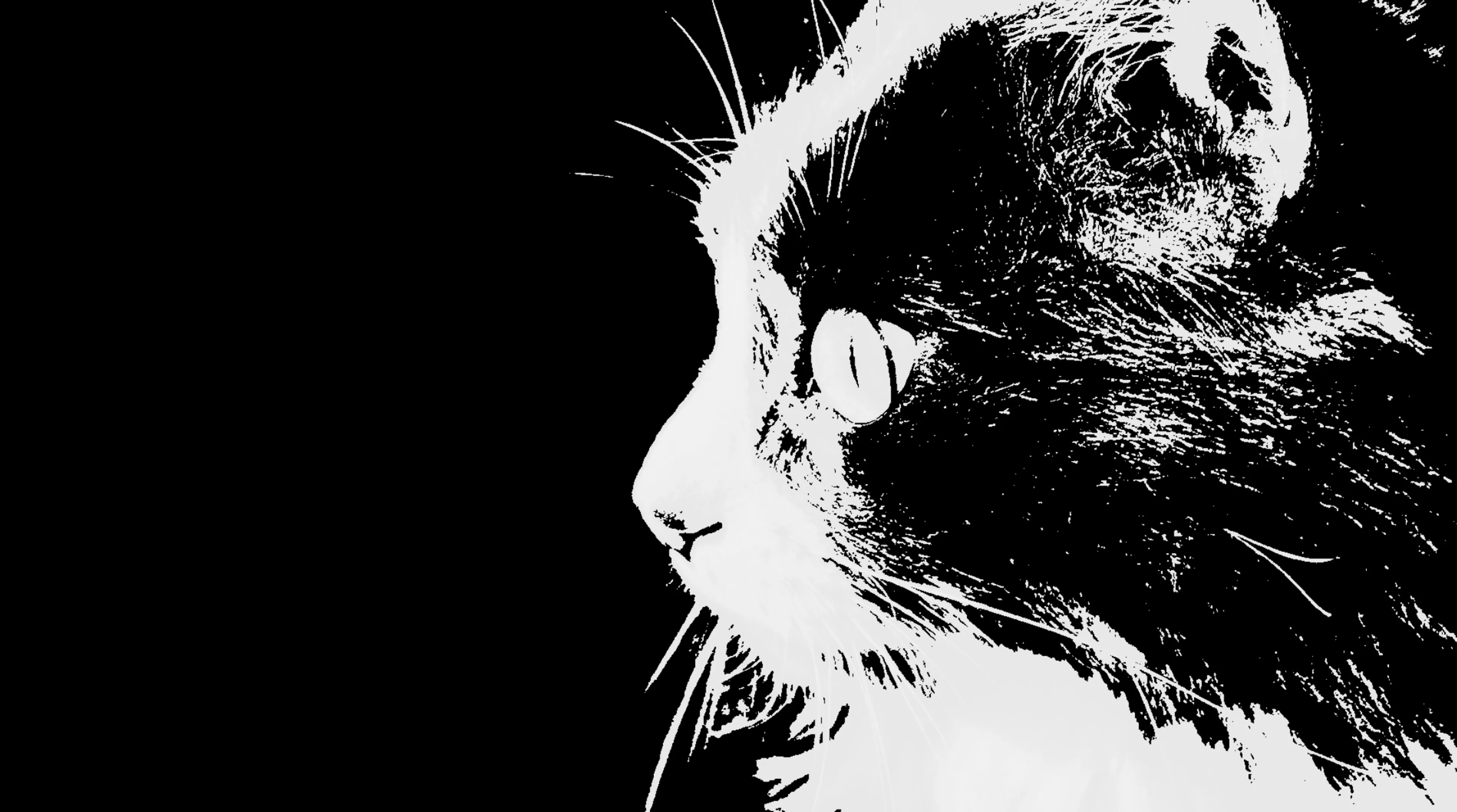 13 Times Black Metal Cats Howled Into The Abyss